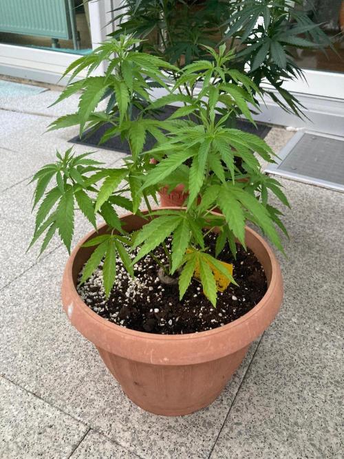 Dos Si Dos 33 Outdoor. Week 12