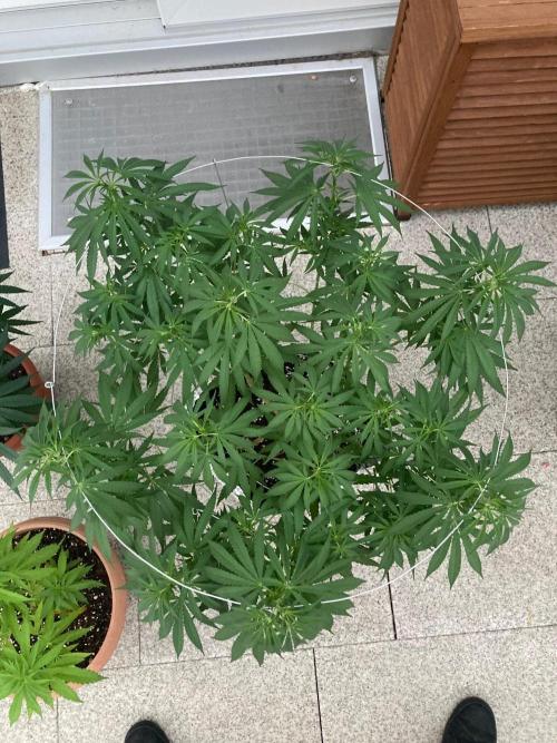 Melonade Runtz Outdoor. Week 13