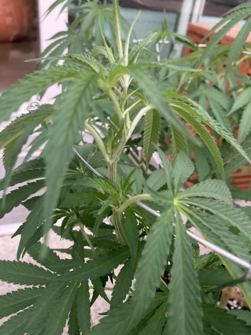Melonade Runtz Outdoor. Week 13