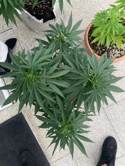 Melonade Runtz Outdoor. Week 13