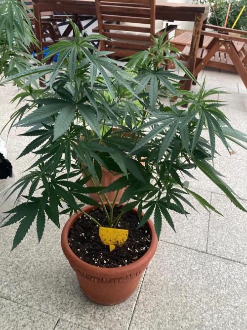 Melonade Runtz Outdoor. Week 13