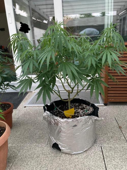 Melonade Runtz Outdoor. Week 13
