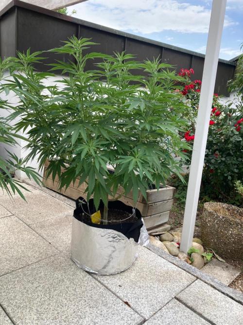 Dos Si Dos 33 Outdoor. Week 13