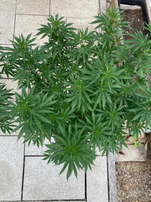 Dos Si Dos 33 Outdoor. Week 13