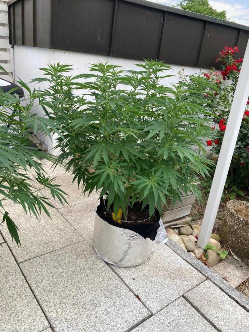 Dos Si Dos 33 Outdoor. Week 13