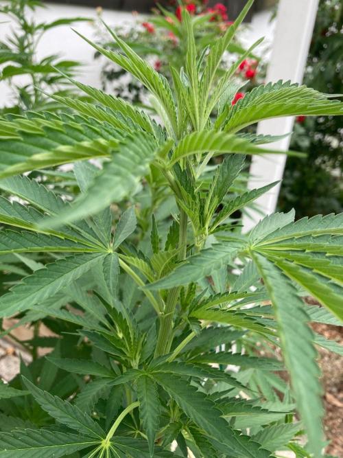 Dos Si Dos 33 Outdoor. Week 13