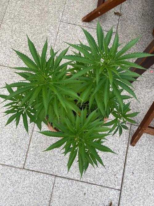 Dos Si Dos 33 Outdoor. Week 13