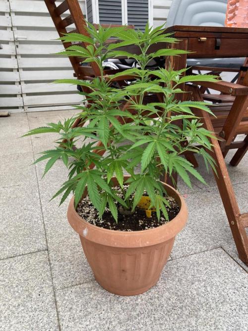 Dos Si Dos 33 Outdoor. Week 13