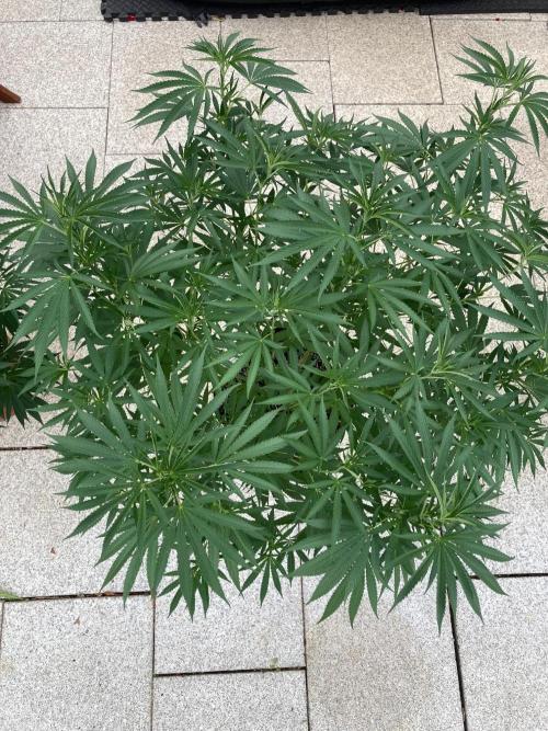 Melonade Runtz Outdoor. Week 14