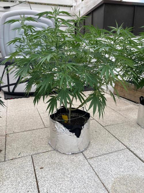 Melonade Runtz Outdoor. Week 14