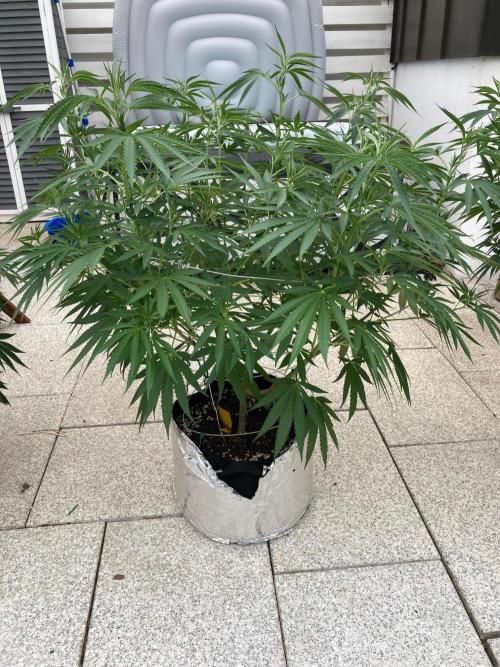 Melonade Runtz Outdoor. Week 14