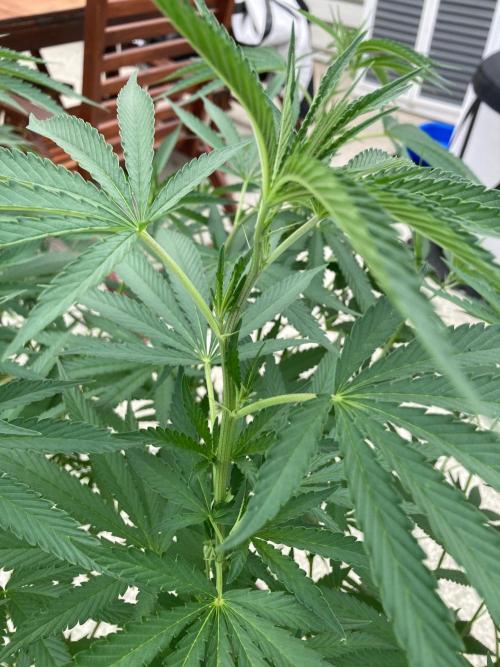 Melonade Runtz Outdoor. Week 14