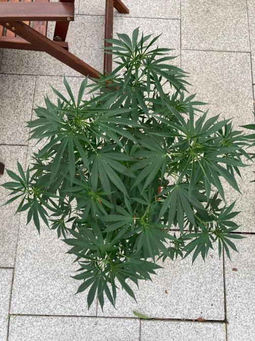 Melonade Runtz Outdoor. Week 14