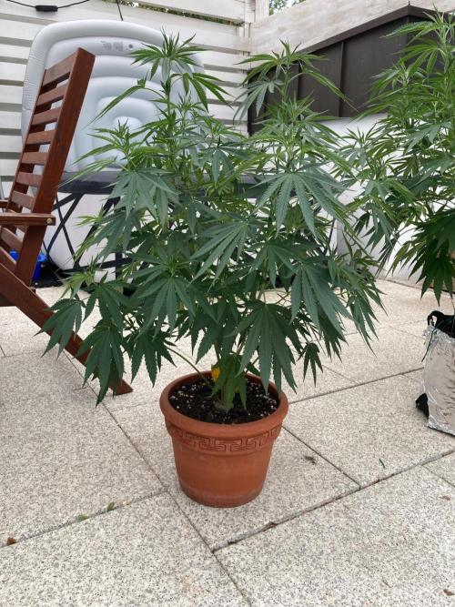 Melonade Runtz Outdoor. Week 14