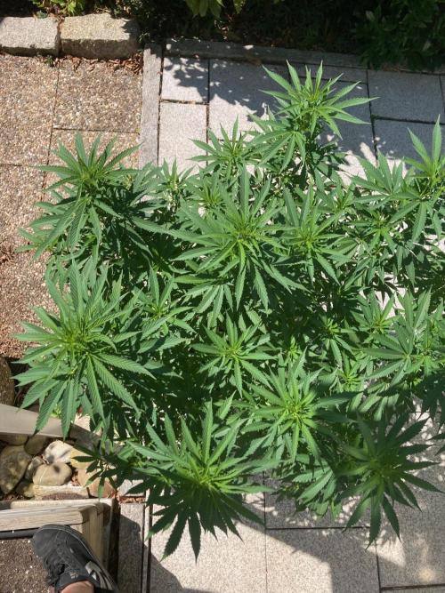 Dos Si Dos 33 Outdoor. Week 14