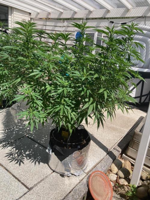 Dos Si Dos 33 Outdoor. Week 14