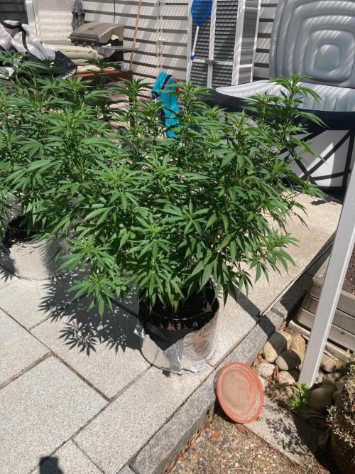 Dos Si Dos 33 Outdoor. Week 14