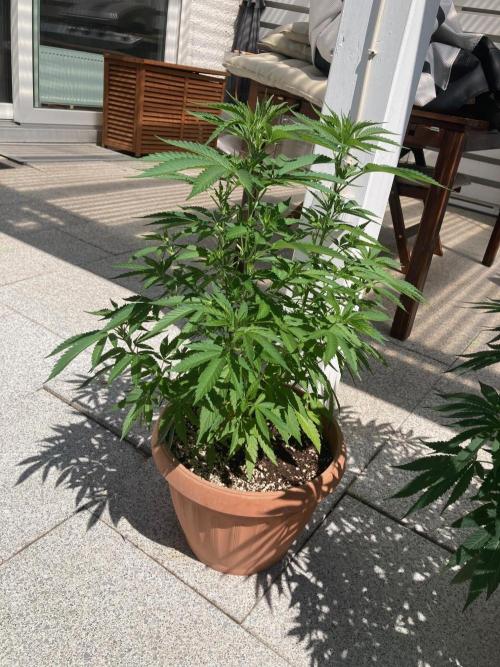 Dos Si Dos 33 Outdoor. Week 14