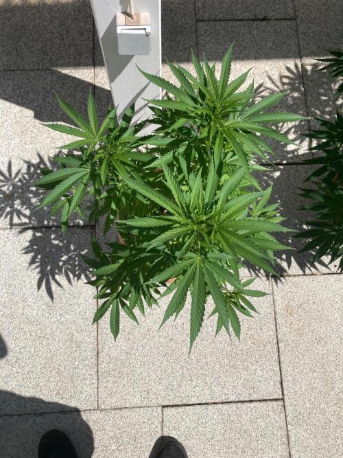 Dos Si Dos 33 Outdoor. Week 14