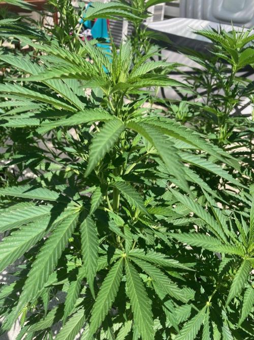 Dos Si Dos 33 Outdoor. Week 14