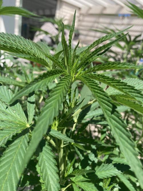 Melonade Runtz Outdoor. Week 15