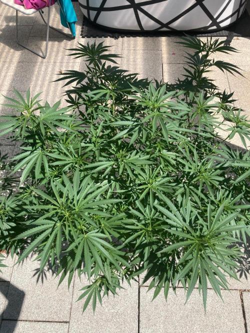 Melonade Runtz Outdoor. Week 15