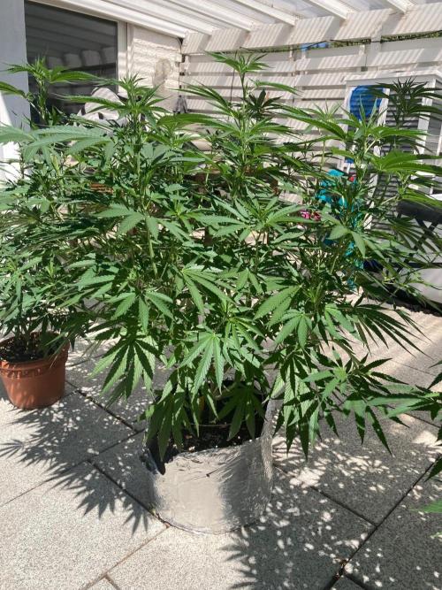 Melonade Runtz Outdoor. Week 15
