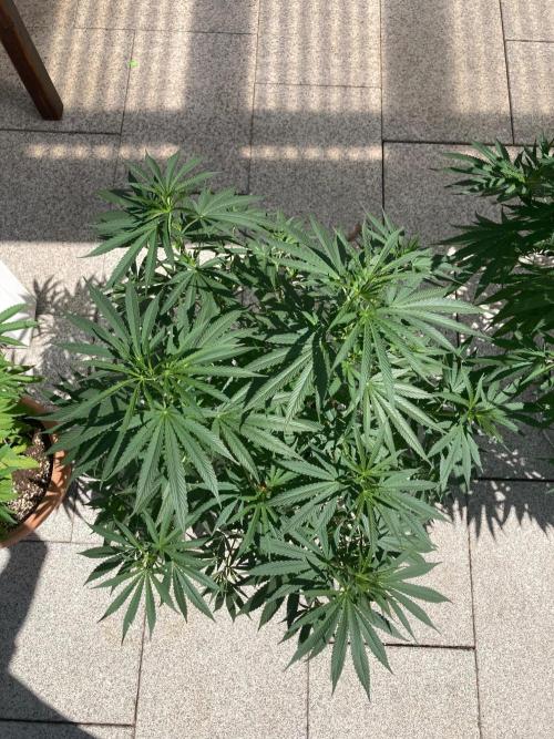 Melonade Runtz Outdoor. Week 15