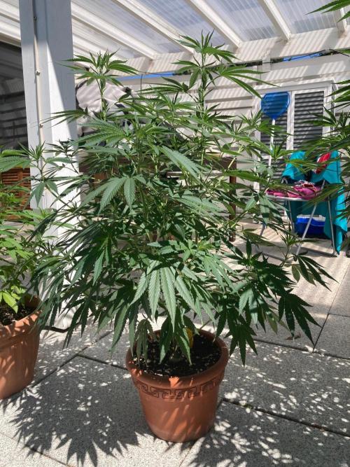 Melonade Runtz Outdoor. Week 15