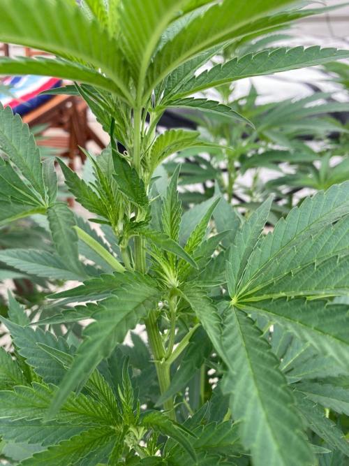 Dos Si Dos 33 Outdoor. Week 15