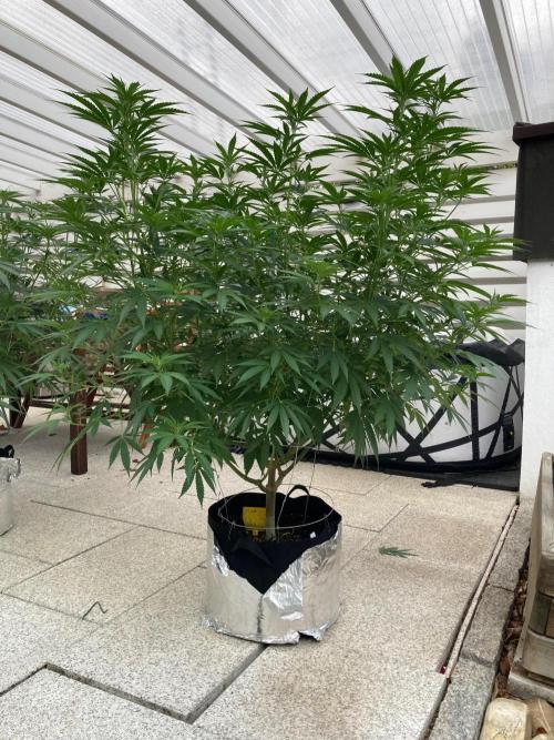 Dos Si Dos 33 Outdoor. Week 15