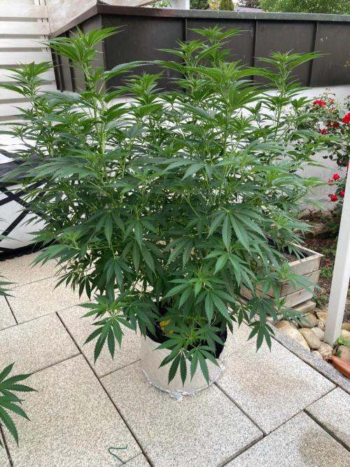 Dos Si Dos 33 Outdoor. Week 15