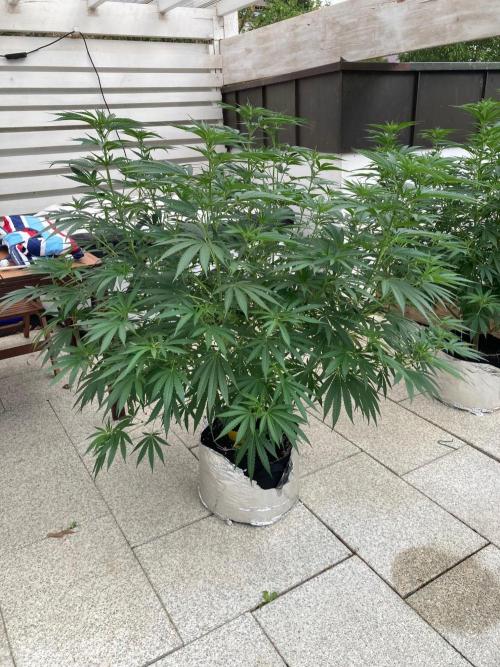 Melonade Runtz Outdoor. Week 16