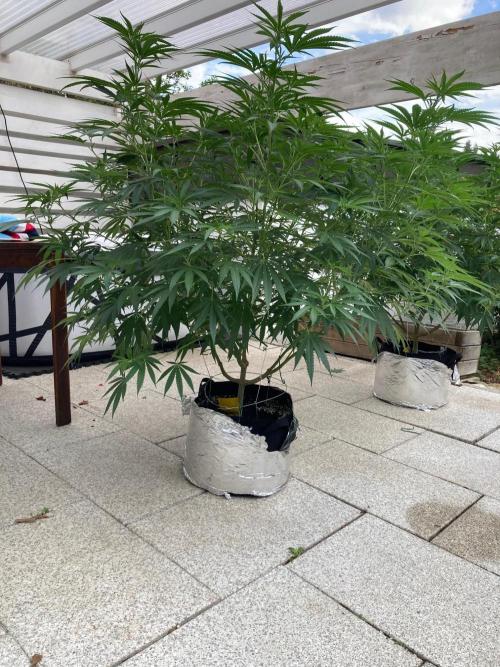 Melonade Runtz Outdoor. Week 16