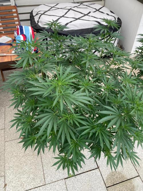 Melonade Runtz Outdoor. Week 16