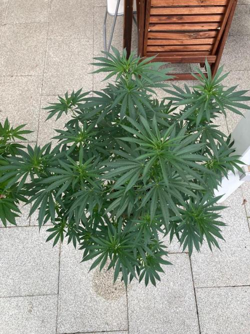 Melonade Runtz Outdoor. Week 16