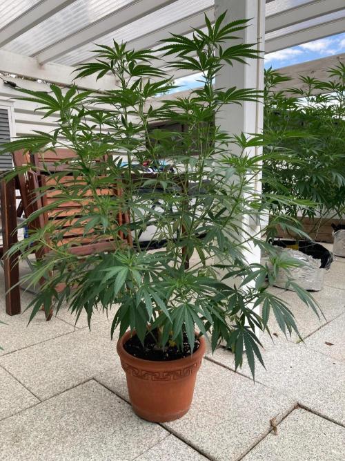 Melonade Runtz. Week 16