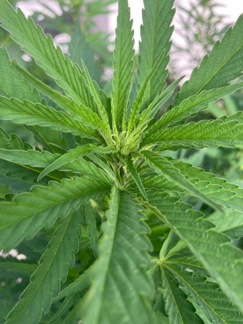 Dos Si Dos 33 Outdoor. Week 16
