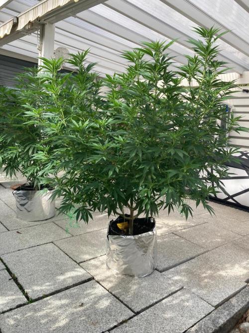 Dos Si Dos 33 Outdoor. Week 16