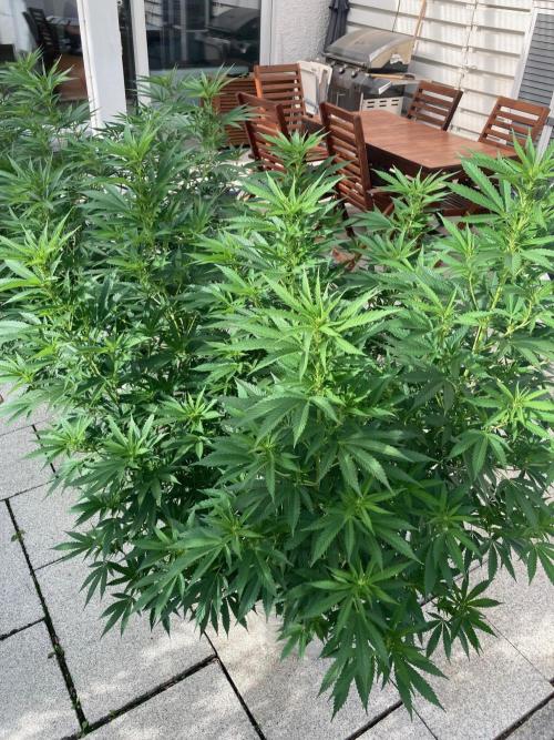 Dos Si Dos 33 Outdoor. Week 16