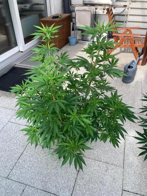Dos Si Dos 33 Outdoor. Week 16