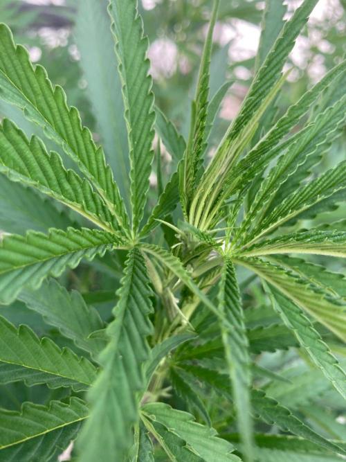 Melonade Runtz Outdoor. Week 17