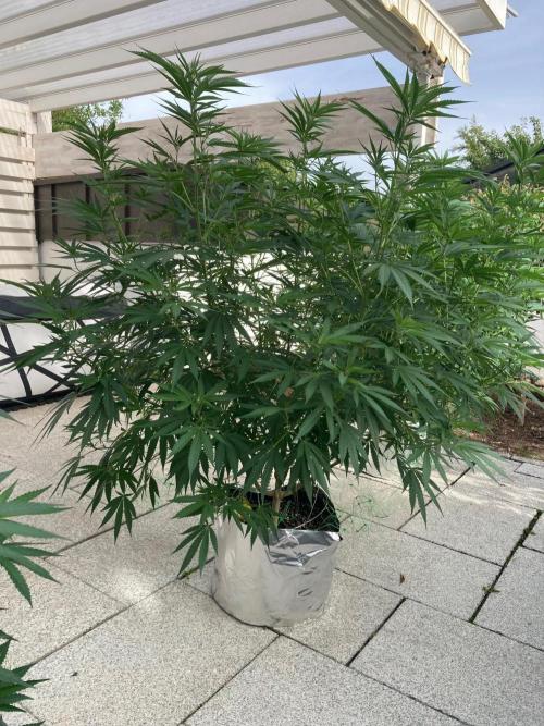 Melonade Runtz Outdoor. Week 17