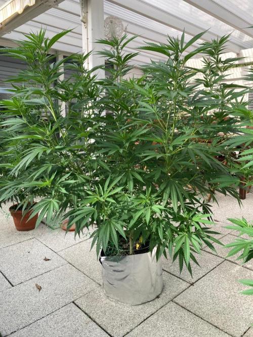 Melonade Runtz Outdoor. Week 17