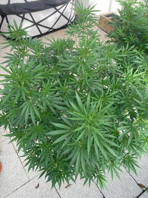 Melonade Runtz Outdoor. Week 17