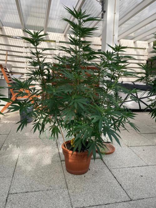 Melonade Runtz Outdoor. Week 17
