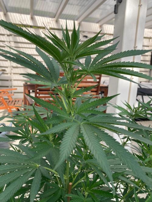 Melonade Runtz. Week 17
