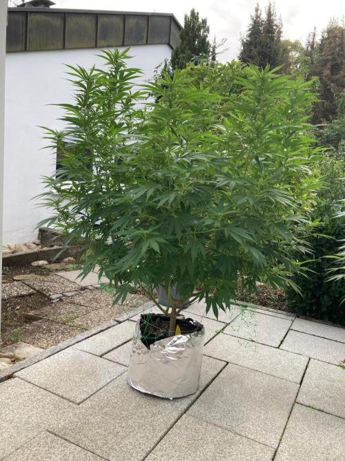 Dos Si Dos 33 Outdoor. Week 17
