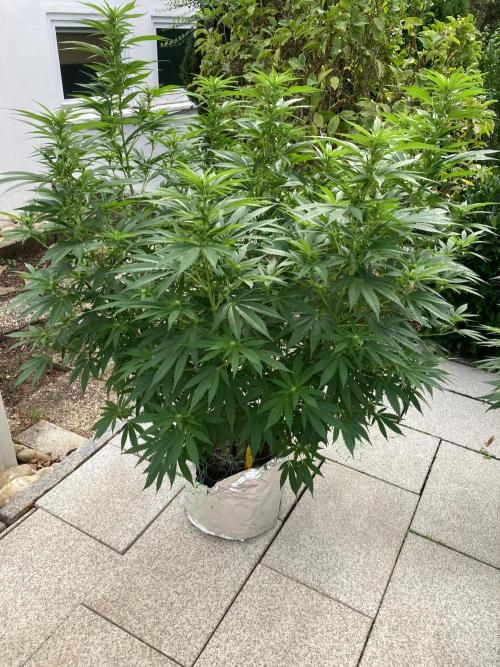 Dos Si Dos 33 Outdoor. Week 17