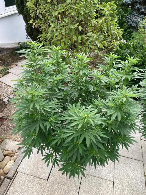 Dos Si Dos 33 Outdoor. Week 17